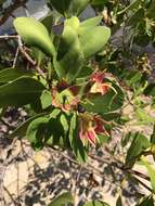 Image of Mangrove apple