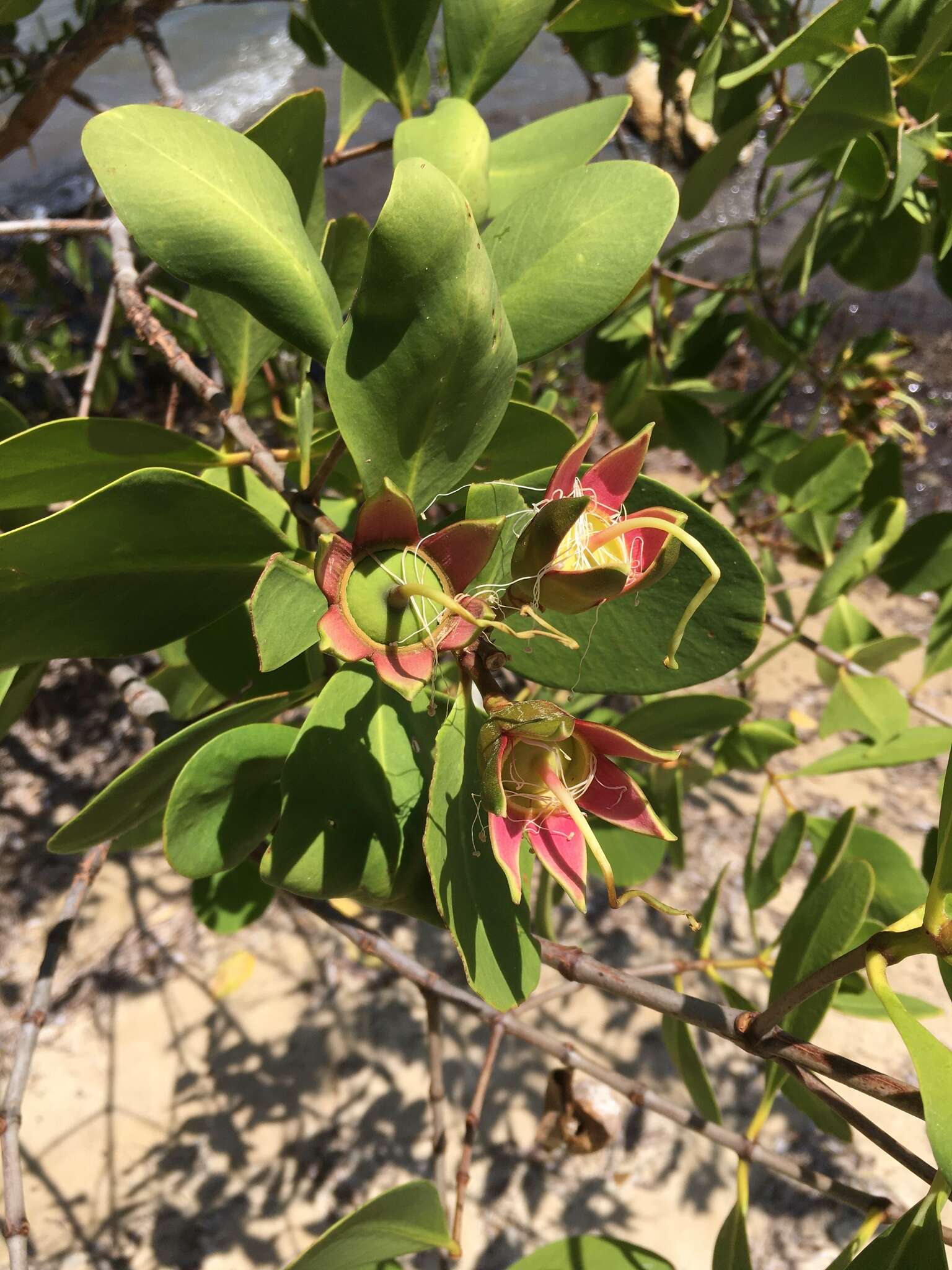 Image of Mangrove apple