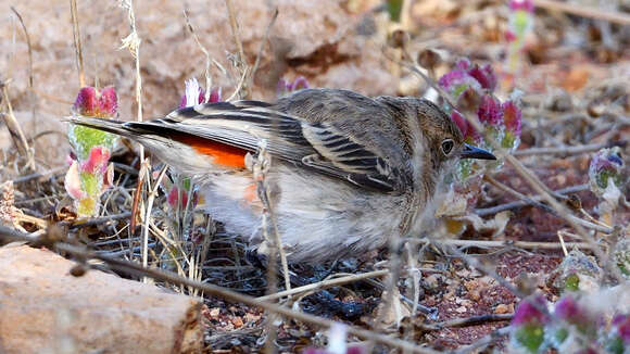 صورة Epthianura tricolor Gould 1841