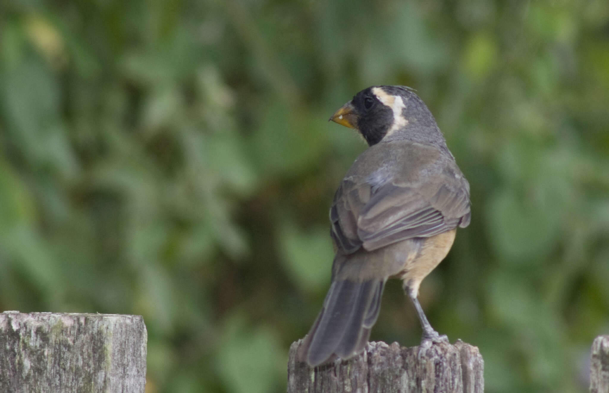 Image of Golden-billed Saltator