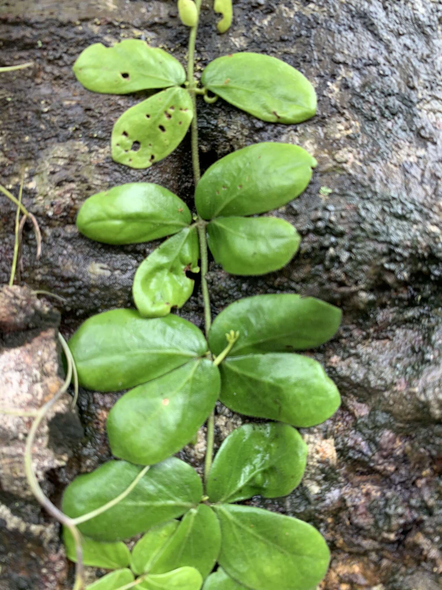 Image of Amphilophium bauhinioides (Bureau ex Baill.) L. G. Lohmann