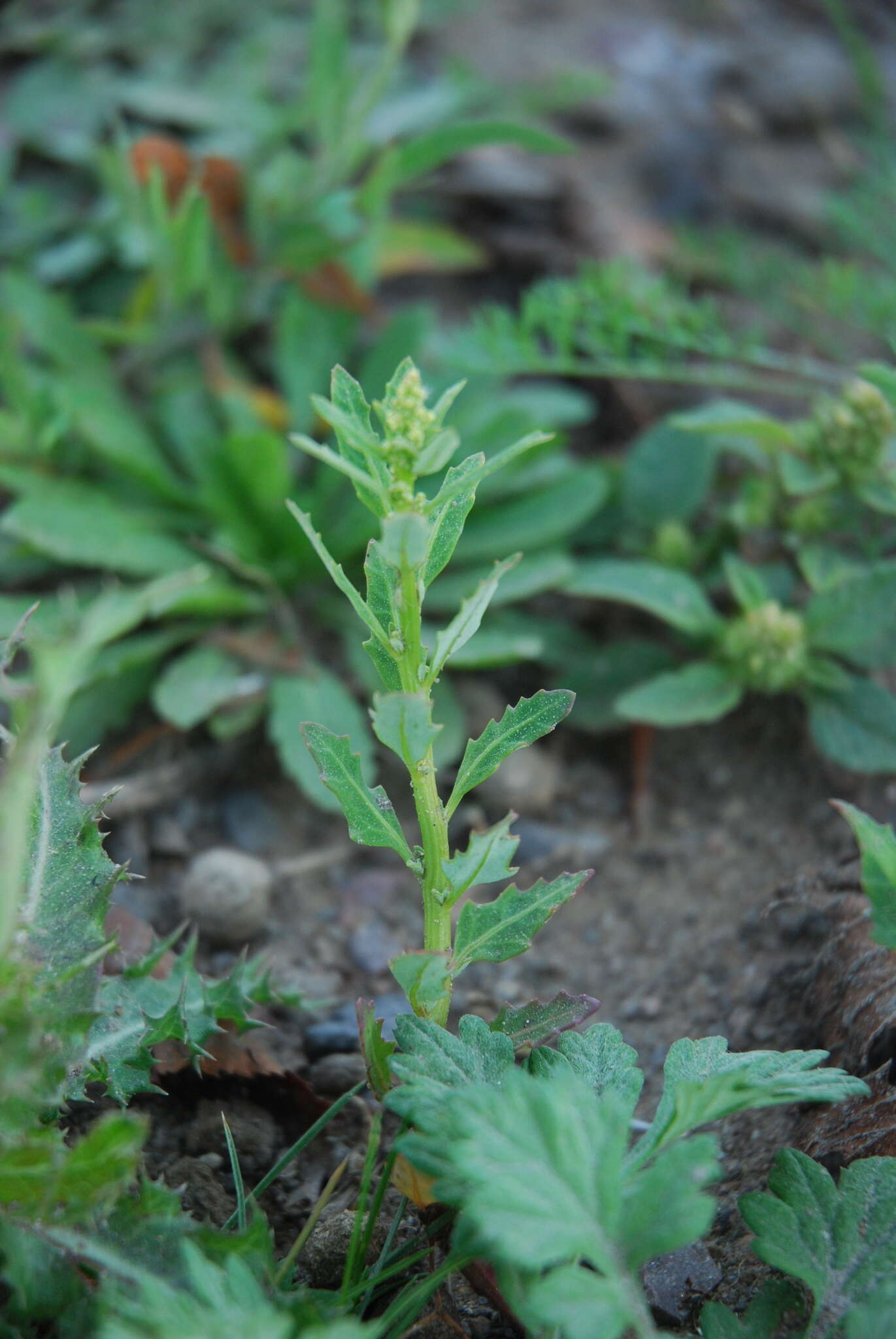 Image of Oak-Leaf Goosefoot