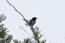 Image of Common Square-tailed Drongo