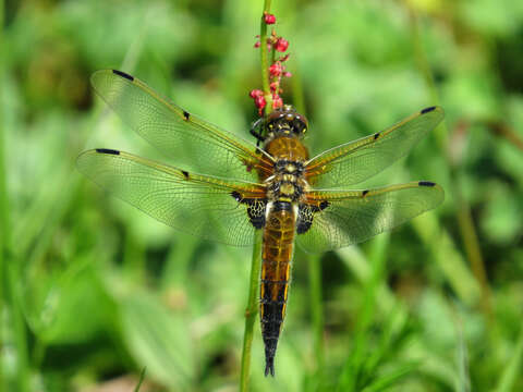 Image of Four-spotted Chaser