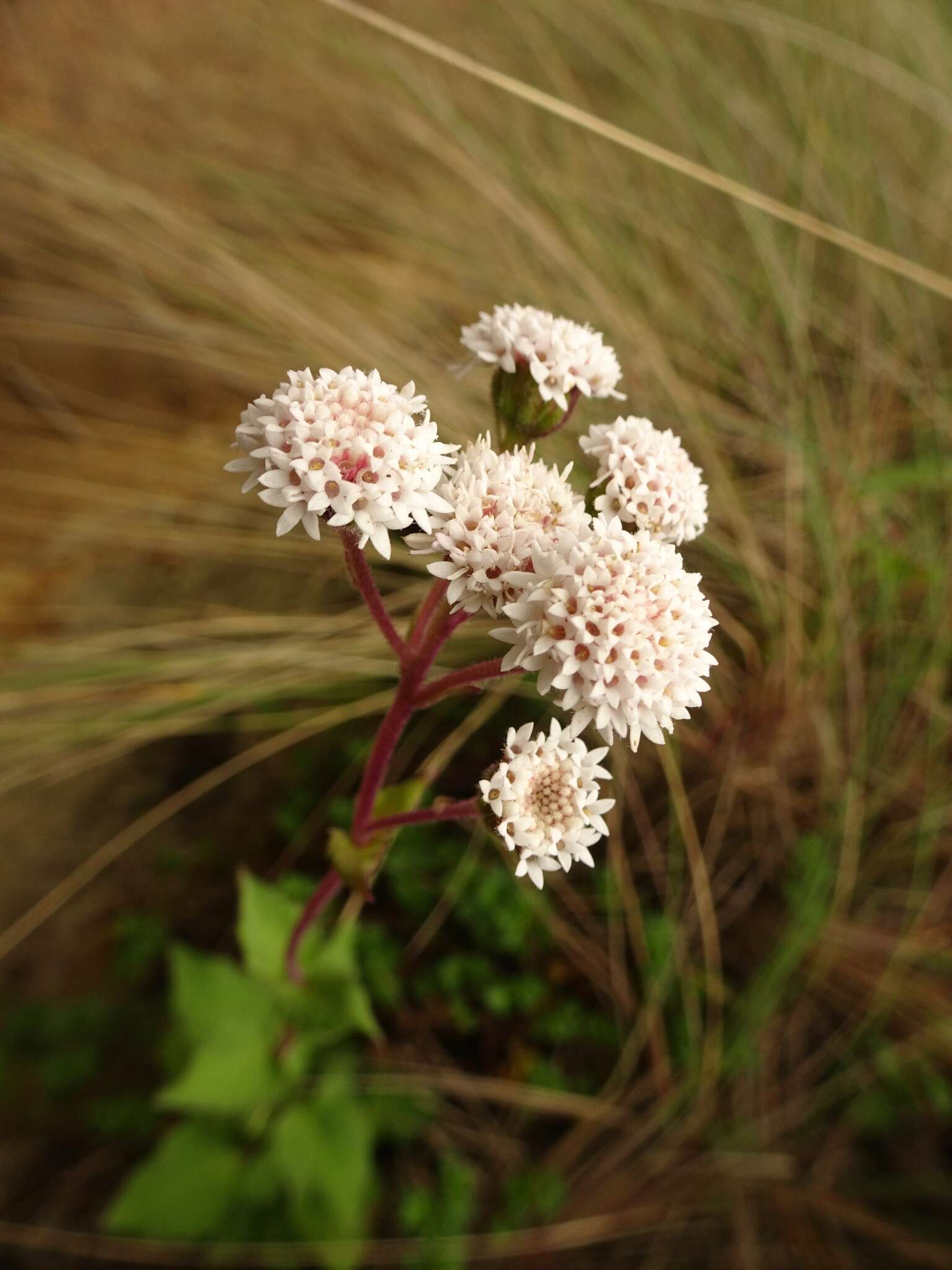 Sivun Ageratina prunellifolia (Kunth) R. King & H. Rob. kuva