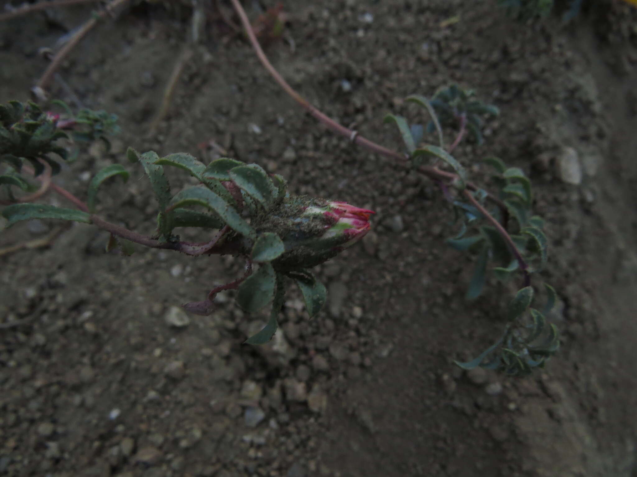 Image of Chaetanthera frayjorgensis A. M. R. Davies