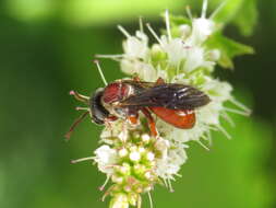 Image of Sphecodes olivieri Lepeletier 1825