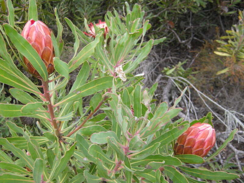 Image of Stink-leaf sugarbush