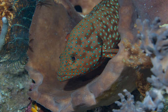 Image of Blue-spotted grouper