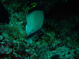 Image of Black-finned Vagabond