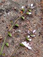 Image of Syncolostemon parviflorus var. parviflorus