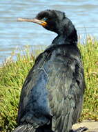 Image of Cape Cormorant