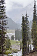 Imagem de Picea schrenkiana subsp. tianschanica (Rupr.) Bykov