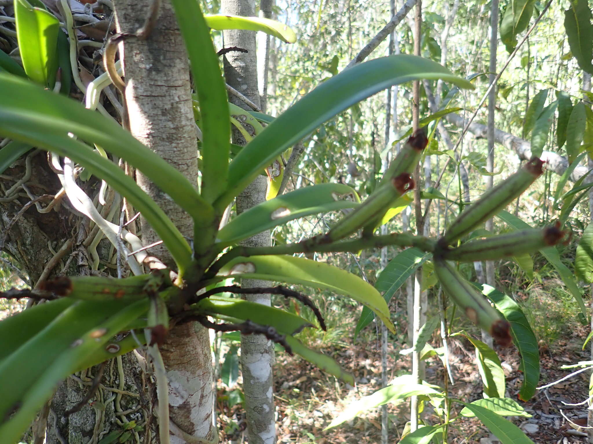 Image of Acampe pachyglossa Rchb. fil.