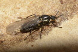 Image of Minute black scavenger fly