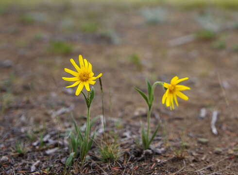 Image of narrowleaf arnica