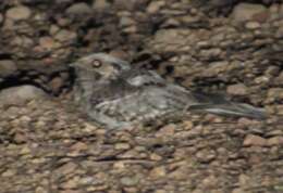 Image of Buff-collared Nightjar