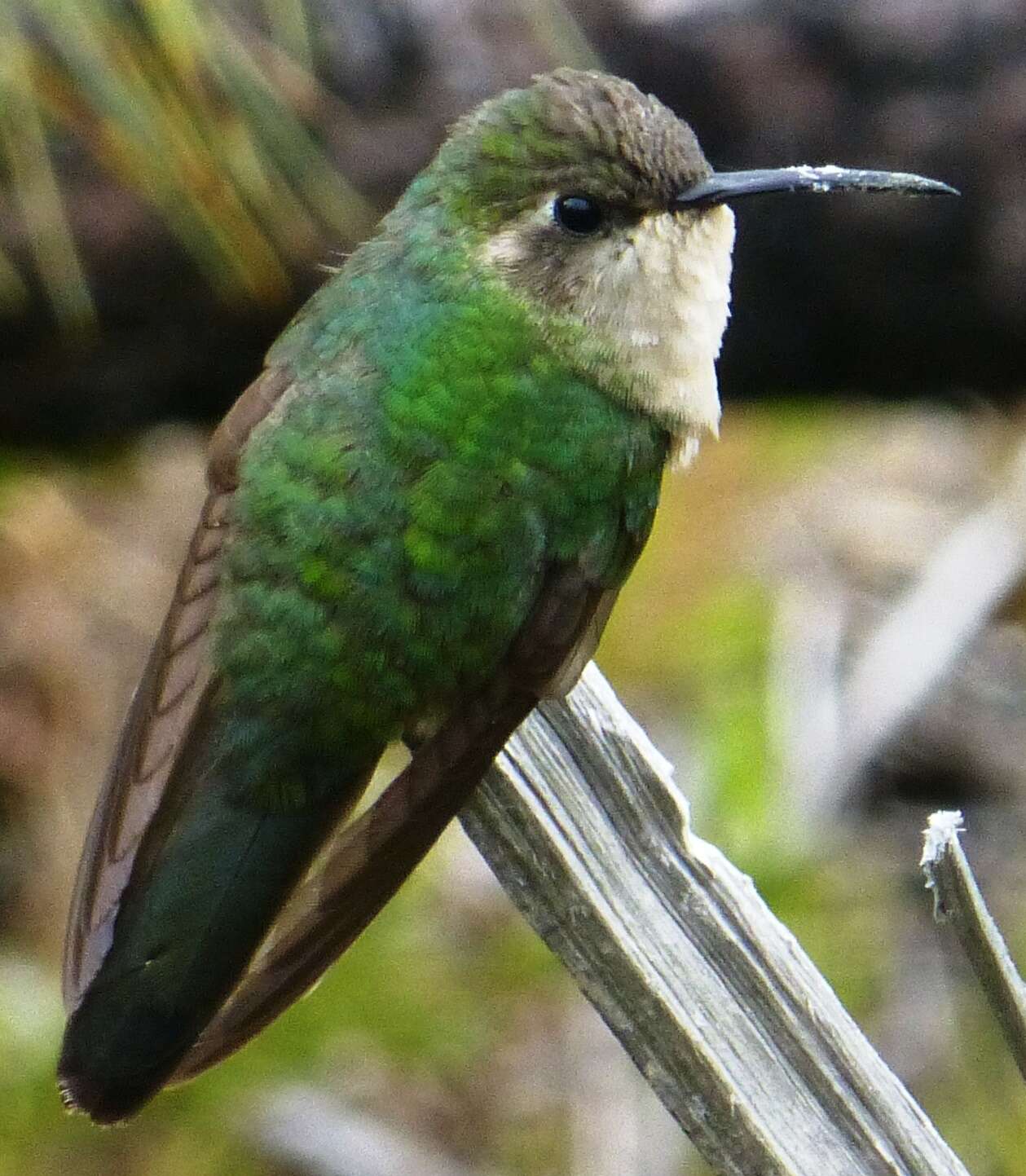 Image of Hispaniolan Emerald