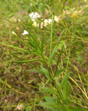 Image of Epilobium pseudorubescens A. K. Skvortsov