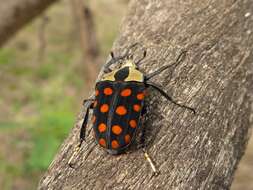 Image of Mecynorhina (Amaurodes) passerinii (Westwood 1843)