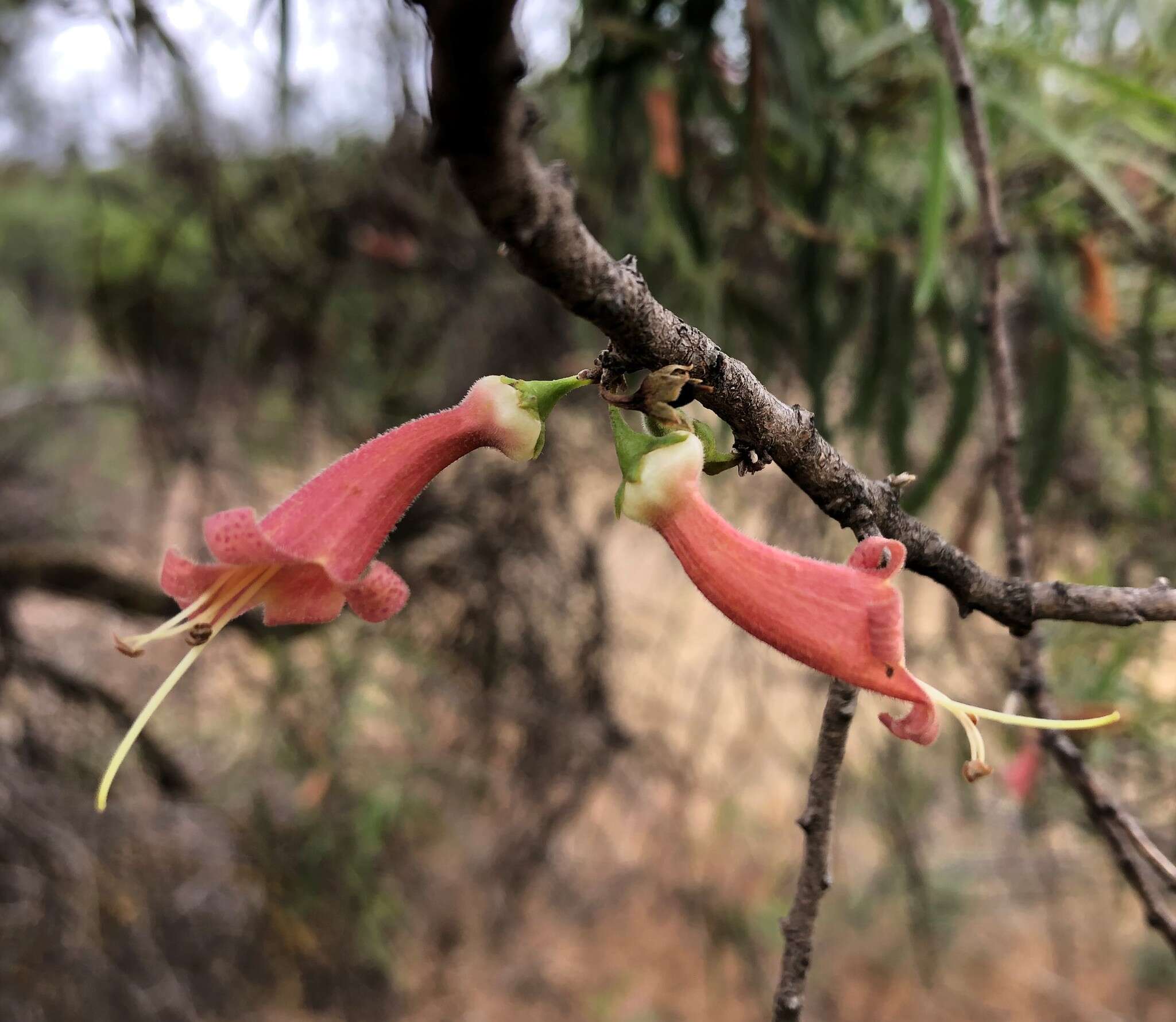 Слика од Eremophila longifolia (R. Br.) F. Muell.