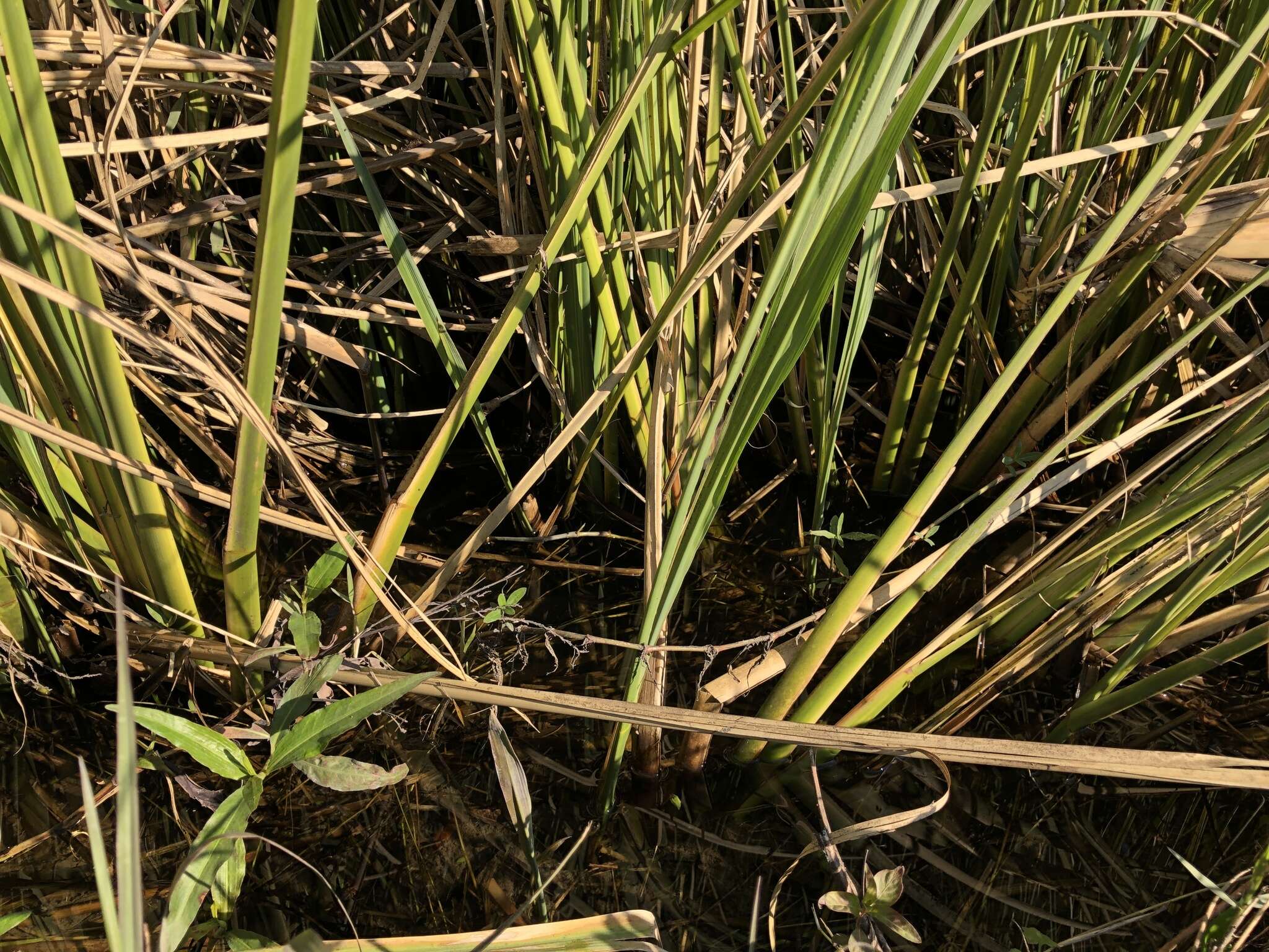 Image of giant cutgrass