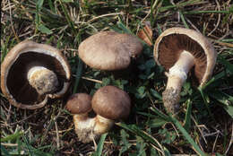 Image of Agaricus cupreobrunneus (Jul. Schäff. & Steer) Pilát 1951