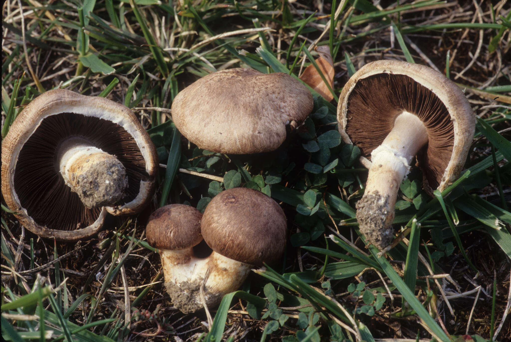 Image of Agaricus cupreobrunneus (Jul. Schäff. & Steer) Pilát 1951