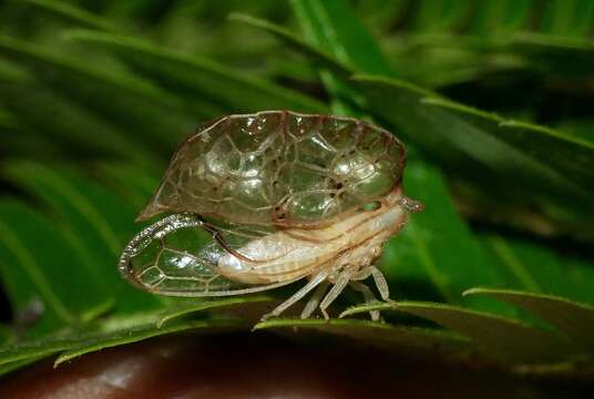 Image of Oeda (Oedacanthus) informis Westwood