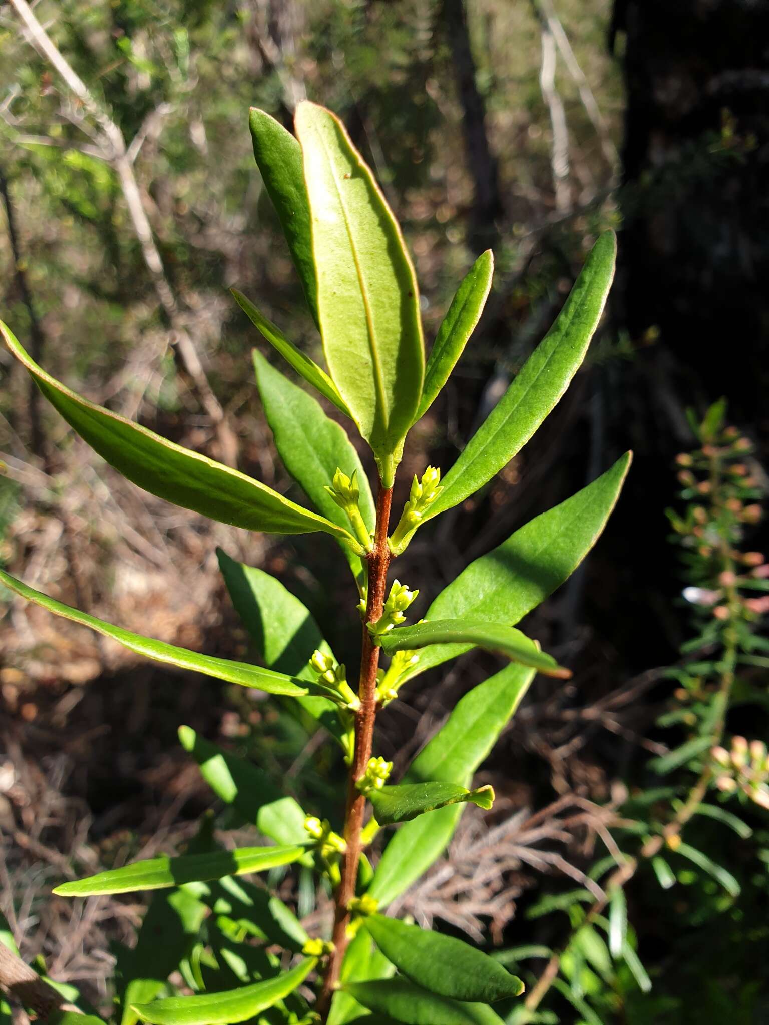 Image of Atkinsonia ligustrina (Lindley) F. Müll.