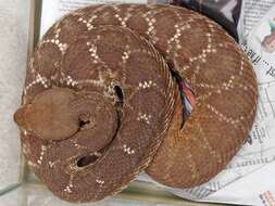 Image of Red Diamond Rattlesnake