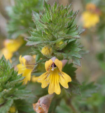 Image of Euphrasia hirtella Jordan ex Reuter