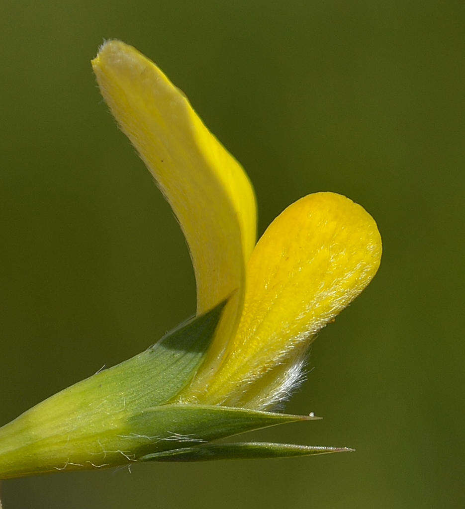 Слика од Aspalathus angustifolia subsp. angustifolia