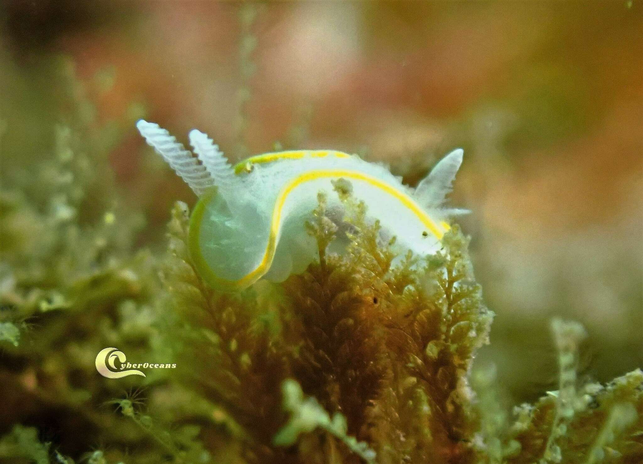 Image of Diaphorodoris alba Portmann & Sandmeier 1960