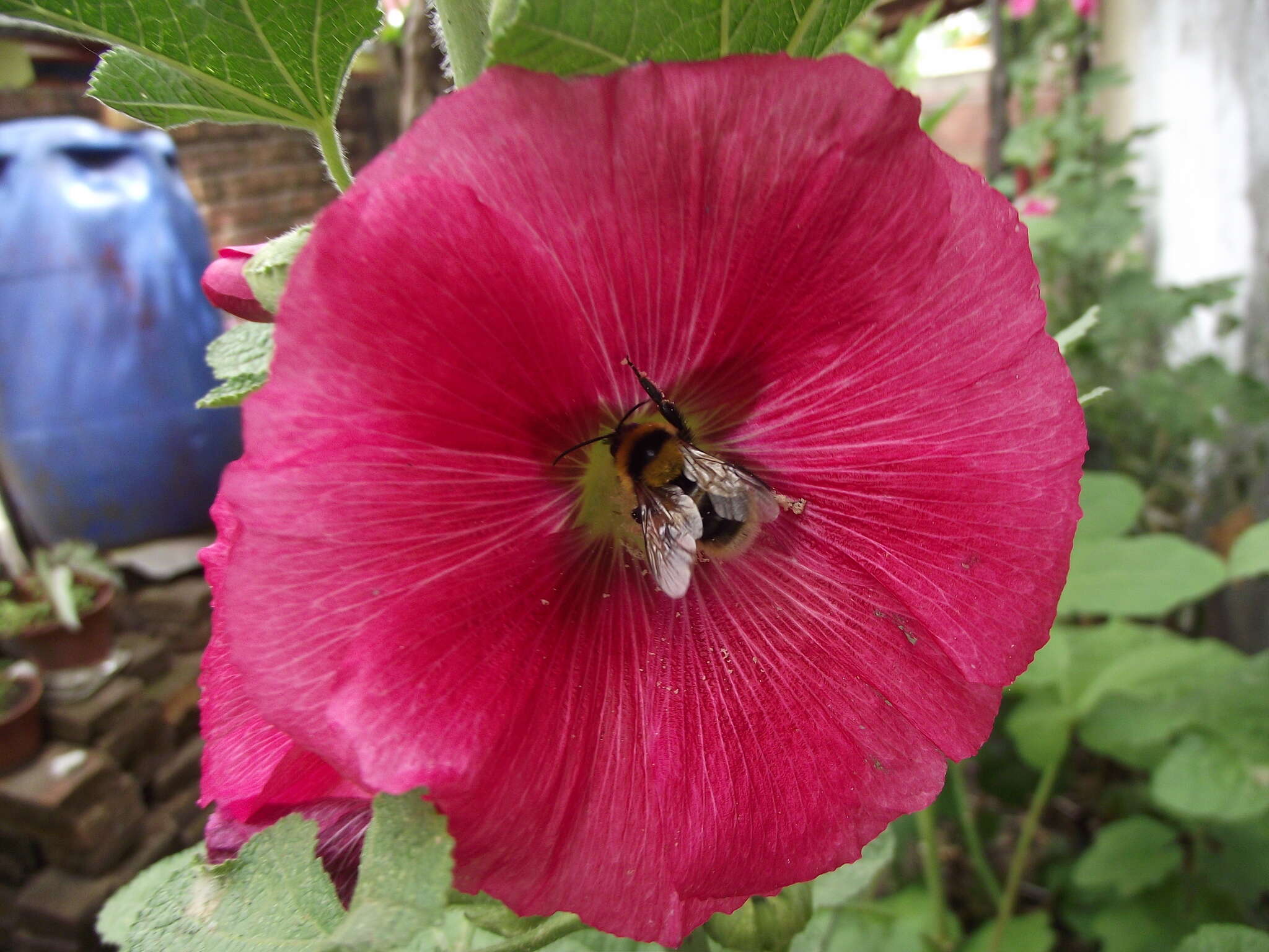 Image of Large garden bumblebee