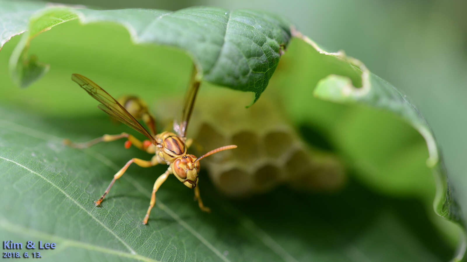 Parapolybia varia (Fabricius 1787)的圖片