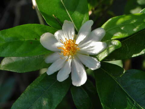 Image of African Dog Rose