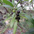 Citharexylum tetramerum Brandegee的圖片