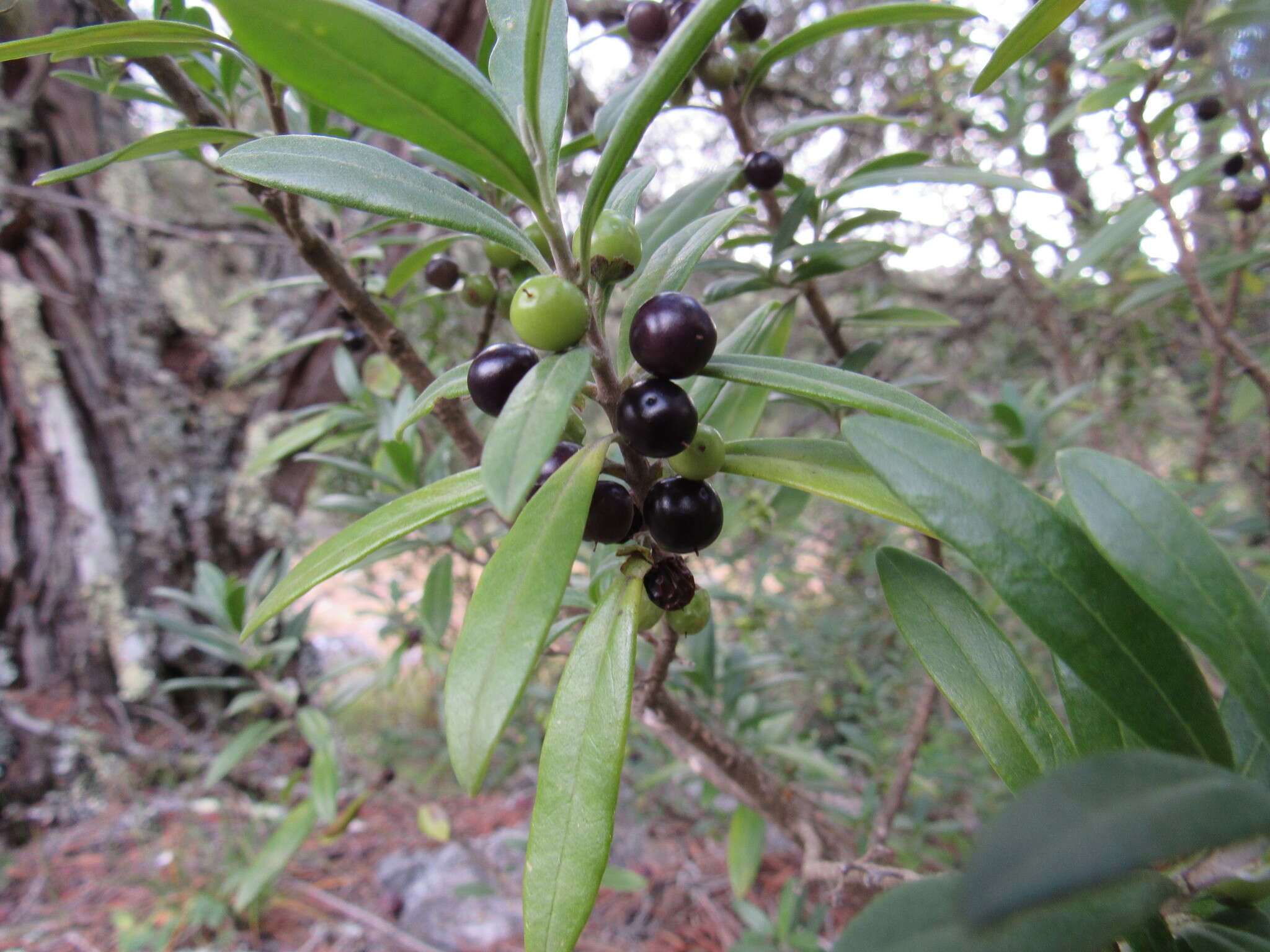 Image of Citharexylum tetramerum Brandegee