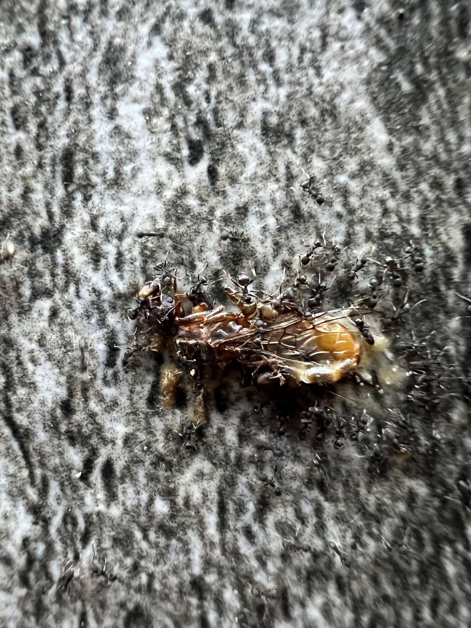 Pheidole punctatissima Mayr 1870的圖片