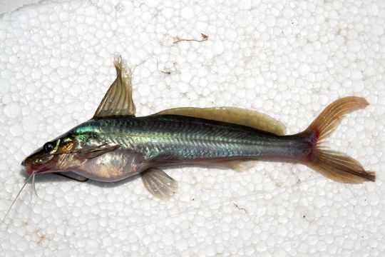 Image of Pimelodella