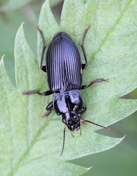 Anisodactylus (Anisodactylus) binotatus (Fabricius 1787) resmi