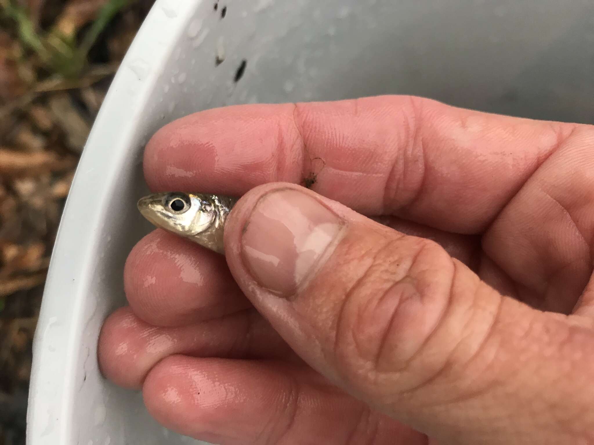 Image of Bullhead Minnow