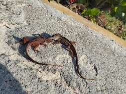 Image of brown anole