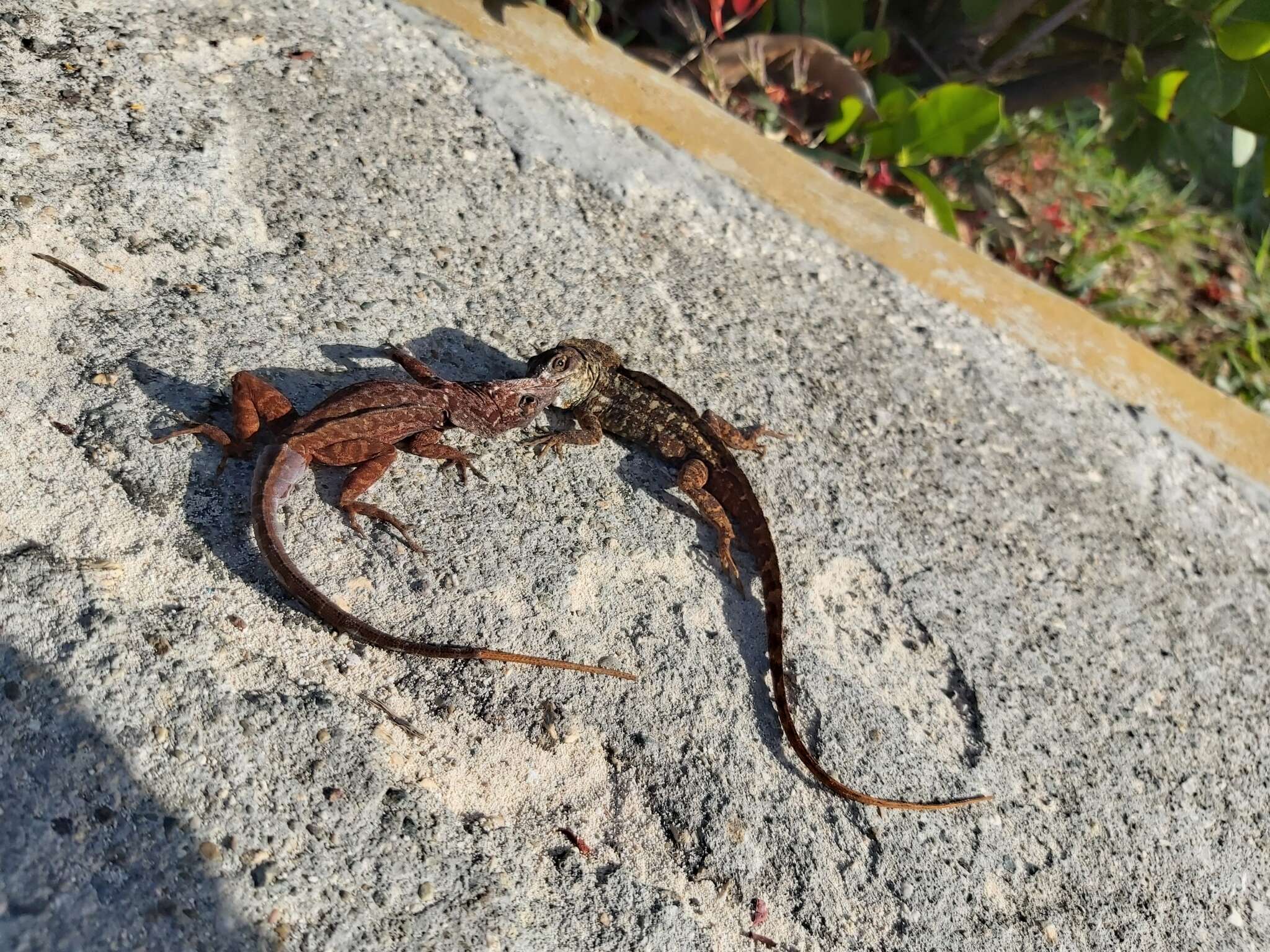 Image of brown anole