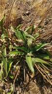 Image of Plantago malato-belizii Lawalree