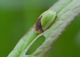 Image of Cassida (Cassida) ferruginea Goeze 1777