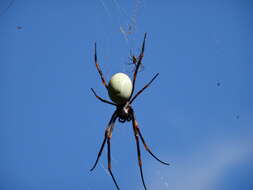 Imagem de Nephila tetragnathoides (Walckenaer 1841)