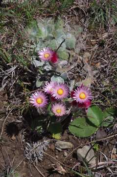 Image of Helichrysum adenocarpum DC.