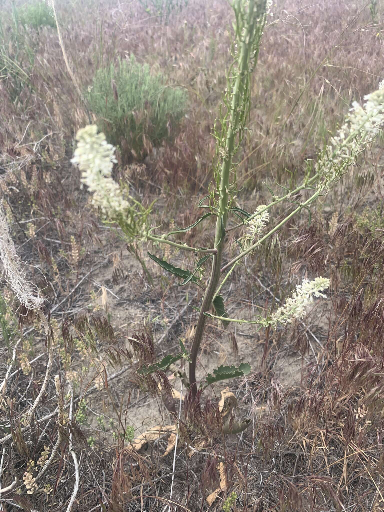 Image of manyflower thelypody